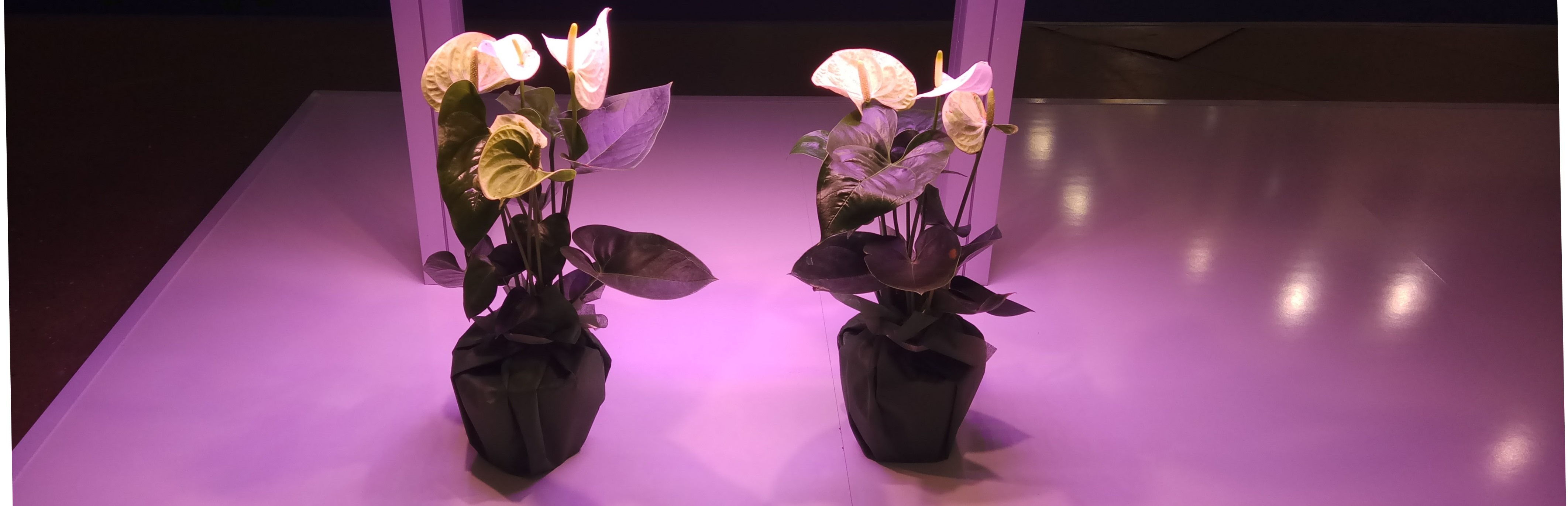Светильники для теплиц и растений